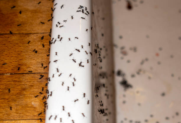 Trusted Faribault, MN Pest Control Experts